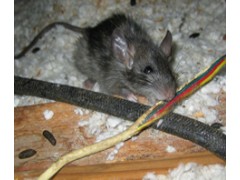 Bird-X Inc offer green pest control solutions that protect the environment, wildlife, human health,图2