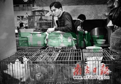 广东存在出现H7N9病原风险 专家:勿滥服板蓝根